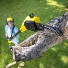 Best Tree Removal Service  in Dallas, NC